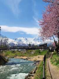 Hakuba Village Sakura | Where Blossoms Meet Snowy Peaks