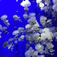 X Park Aquarium 