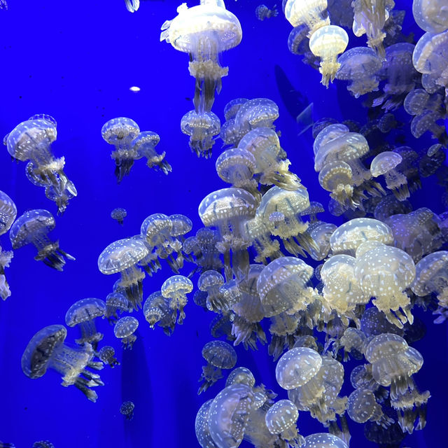 X Park Aquarium 