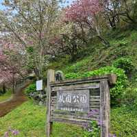 美しく咲き誇る700本の八重桜