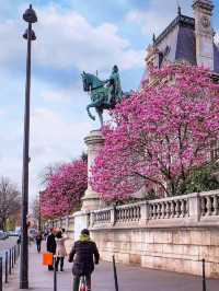 🇫🇷 Paris in Bloom｜Springtime Sakura in the City of Love