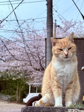 Leisurely Stroll on Cat Island: A Blissful Journey to Ogijima
