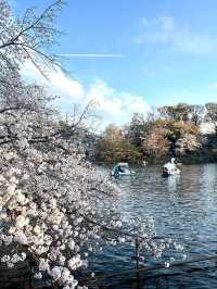  “Petals on the Pond: The Tranquil Beauty of Inokashira Park in Sakura Season”