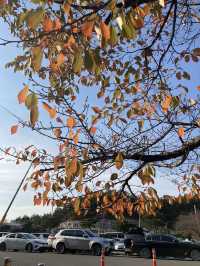 Seoul for fall colors