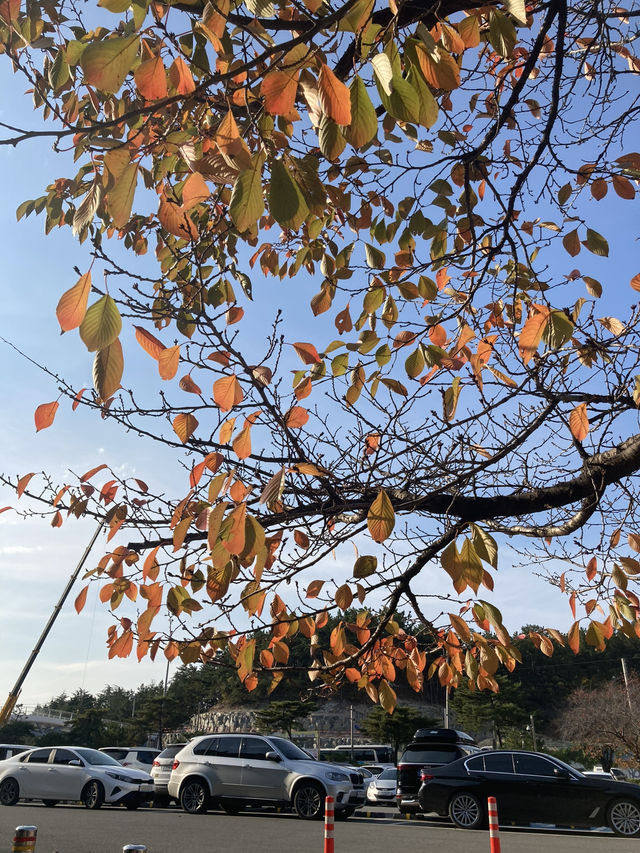 Seoul for fall colors