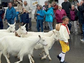 🐮🎉 A Day at Urnäsch’s Alpabzug: Cows, Bells & Swiss Bliss!