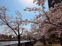大阪賞櫻-毛馬櫻之宮公園，JR一出站就是浪漫的櫻花海