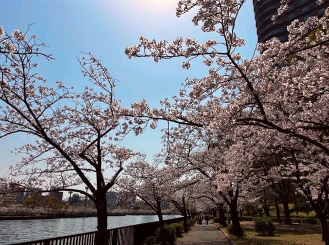 大阪賞櫻-毛馬櫻之宮公園，JR一出站就是浪漫的櫻花海