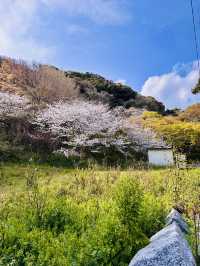 Blossoms & Blessings: The Sacred Sakura Path of Shikaumi Shrine