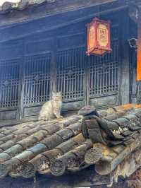 Echoes of the Past: Spring Wanders in Shuhe Ancient Town