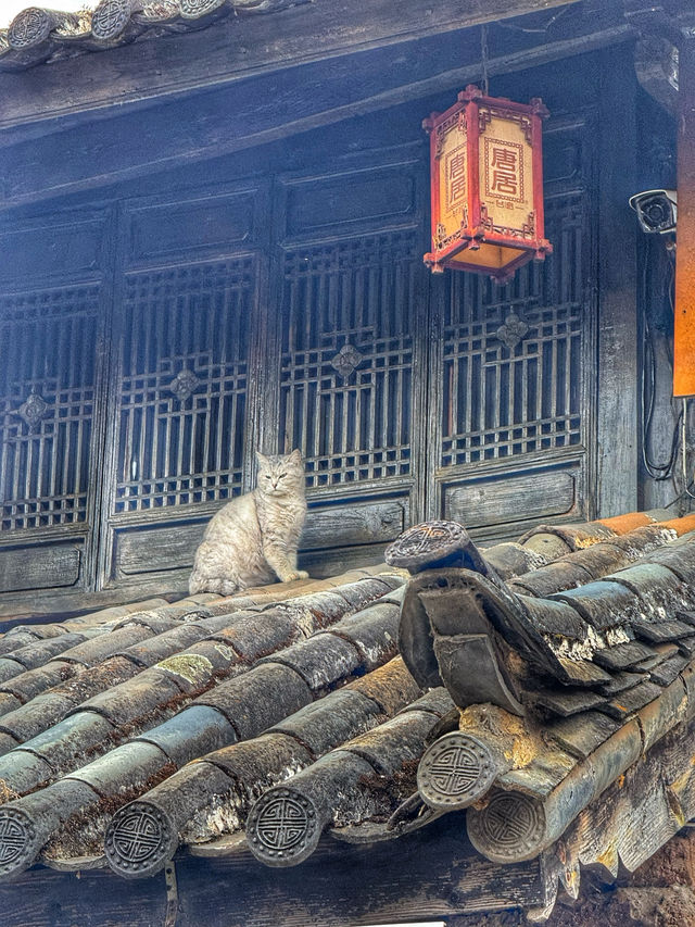 Echoes of the Past: Spring Wanders in Shuhe Ancient Town