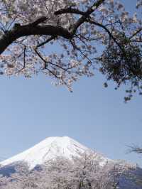 A Dream-Come-True Day at Mt. Fuji with Cherry Blossom Snowfall