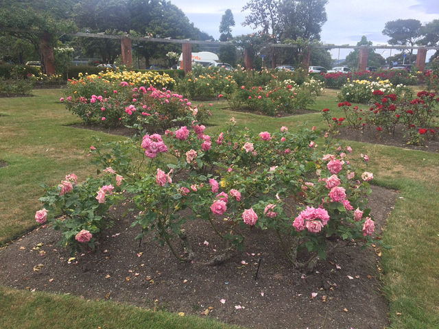 走！一起去威靈頓植物園當一日森林系旅人