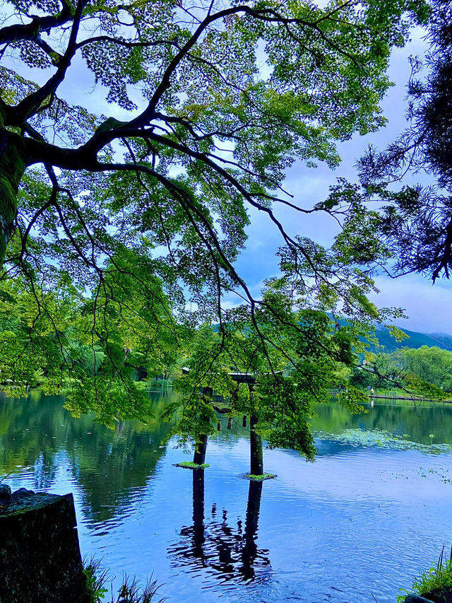 神秘氛圍的金鱗湖