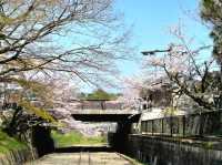 Old Rails & Cherry Blossom Magic