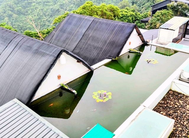 紫花鬥豔百花開心之所向若白雲樓中美景盡眼底#紫心樓-屏東縣泰武鄉
