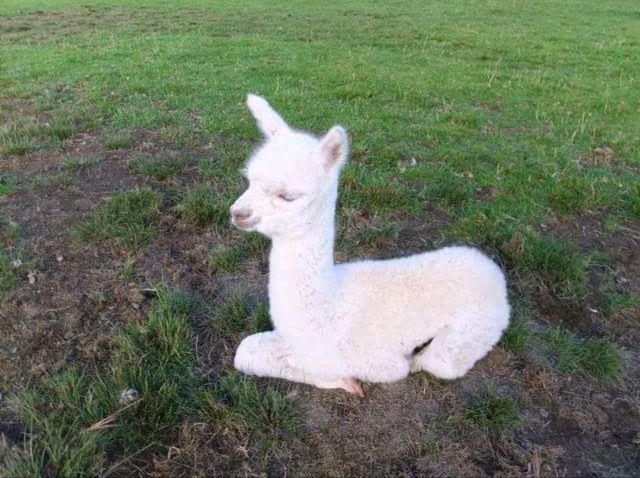 #愛歌頓農場Agrodome Farm-紐西蘭羅託魯亞