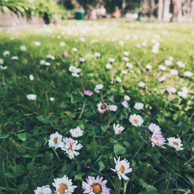 Springtime Magic in Melbourne 🌿☀️  