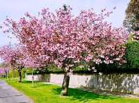 Cherry Blossom Helensburge 