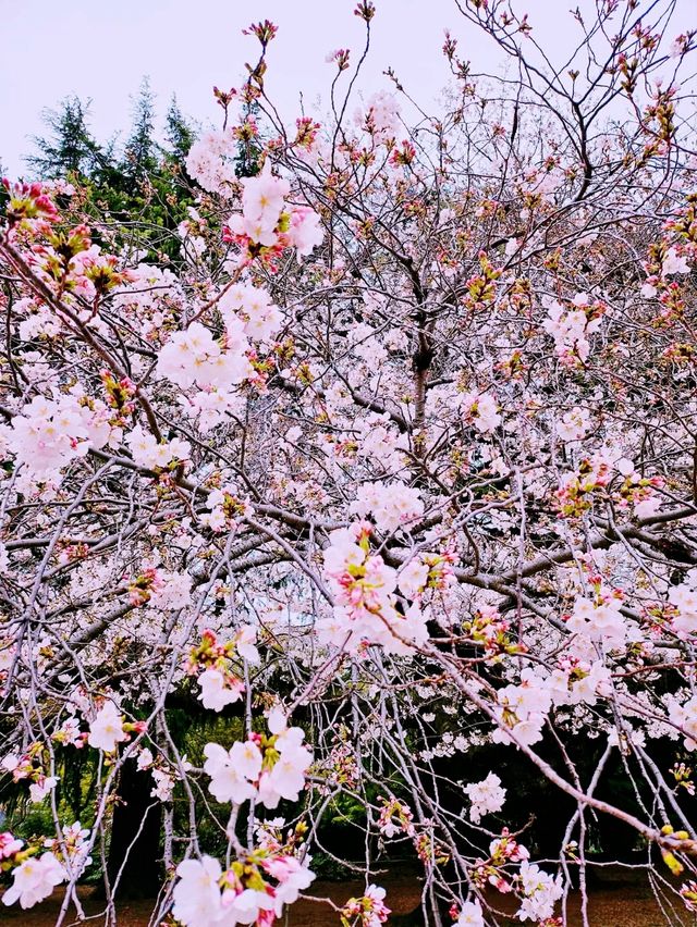 Tokyo river sakura