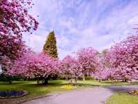 Tokorozawa Sakura