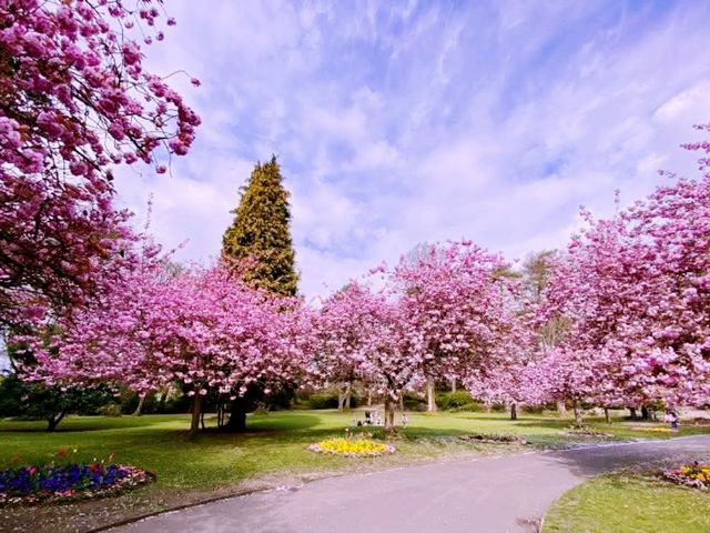 Tokorozawa Sakura