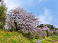 This Weeping Cherry Tree’s a Whole Mood 🌸🧘‍♂️