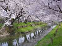 Shingashi River: A Hidden Springtime Treasure