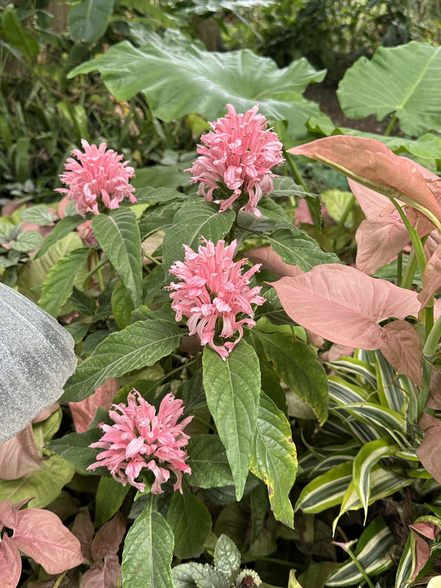 菁芳園 落羽松景觀餐廳