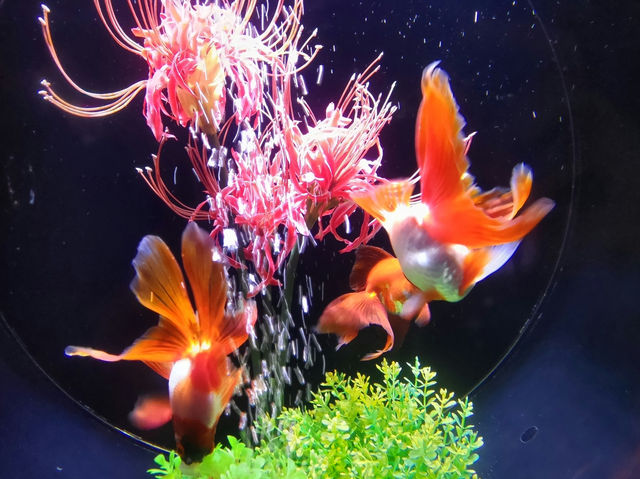 幻想的な空間で金魚鑑賞！　アートアクアリウム銀座