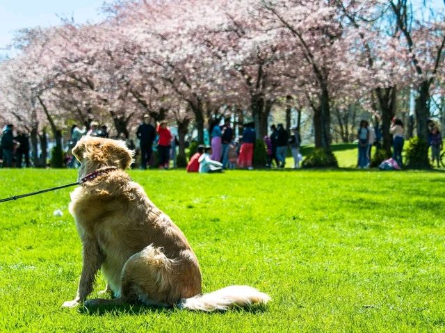 Burlington, Ontario – Where Nature Meets Culture on Lake Ontario’s Shore