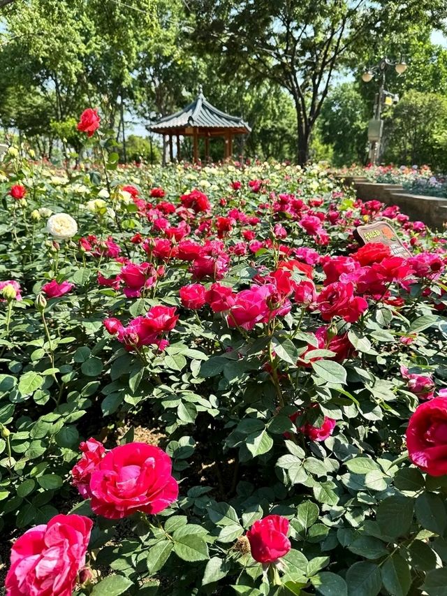 Ihyeon Park, Daegu – A Hidden Gem for Serenity Seekers Ihyeon Park, Daegu – A Hidden Gem for Serenity Seekers