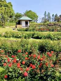 A Slow Stroll Through Sakai – Roses, Sea Breeze & Local Charm