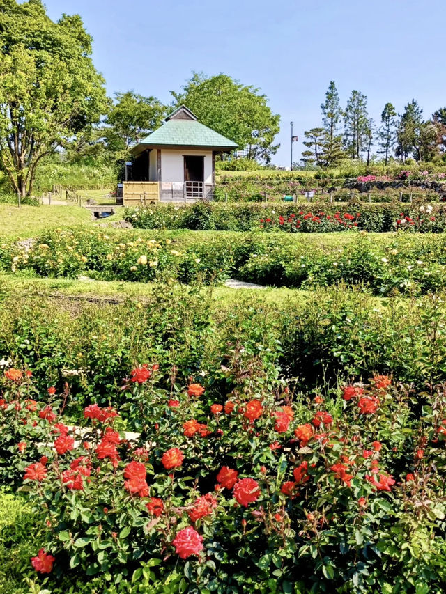 A Slow Stroll Through Sakai – Roses, Sea Breeze & Local Charm