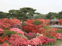 Tsutsujigaoka Park – Tokyo’s Springtime Bloom Spot