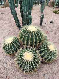 YG Cactus Farm Paksong