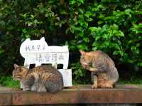 【台湾/猴硐】猫好きにはたまらない！猫村‼︎