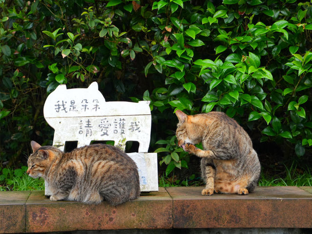 【台湾/猴硐】猫好きにはたまらない！猫村‼︎