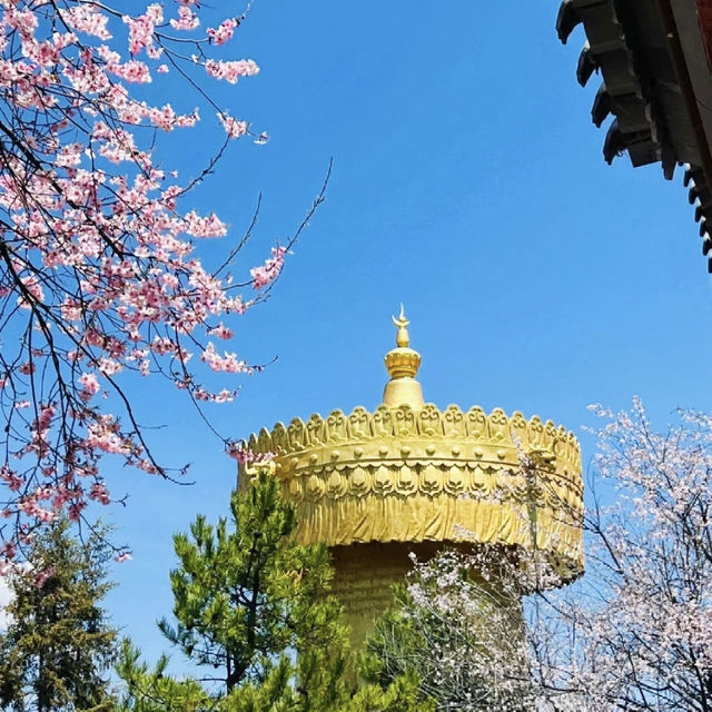 香格里拉📍3天2夜|上班族端午旅遊計劃🌅