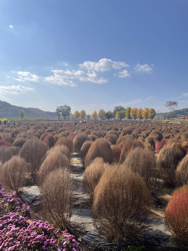 🍂 가을의 결, 연천에서 하루