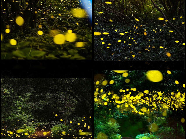 A special place to catch fireflies in Jeju