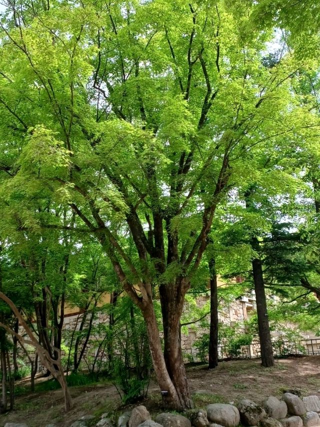 봄날 벚꽃이 내려앉은 고찰의 정원