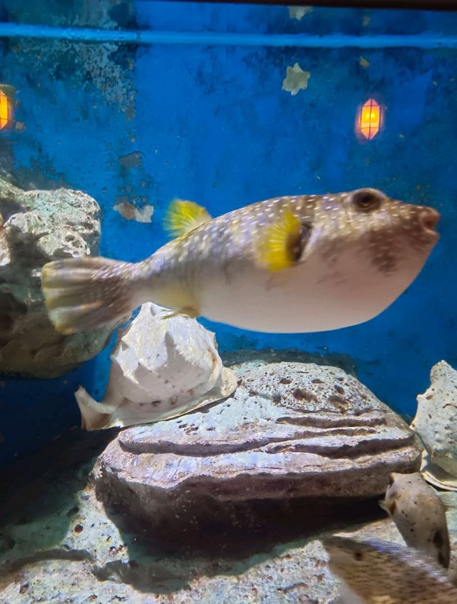 Sea Shell Aquarium Phu Quoc