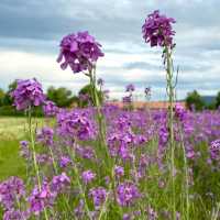 🌿 **Schynige Platte Alpine Garden (Alpengarten)