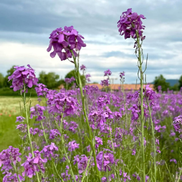 🌿 **Schynige Platte Alpine Garden (Alpengarten)