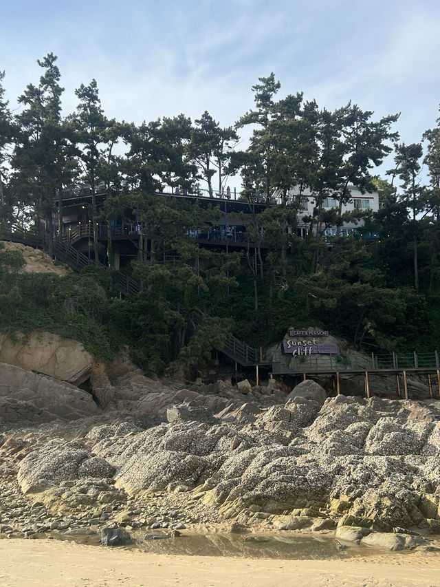 🏖️ 가족과 함께 즐거운 추억을, 천리포해수욕장 