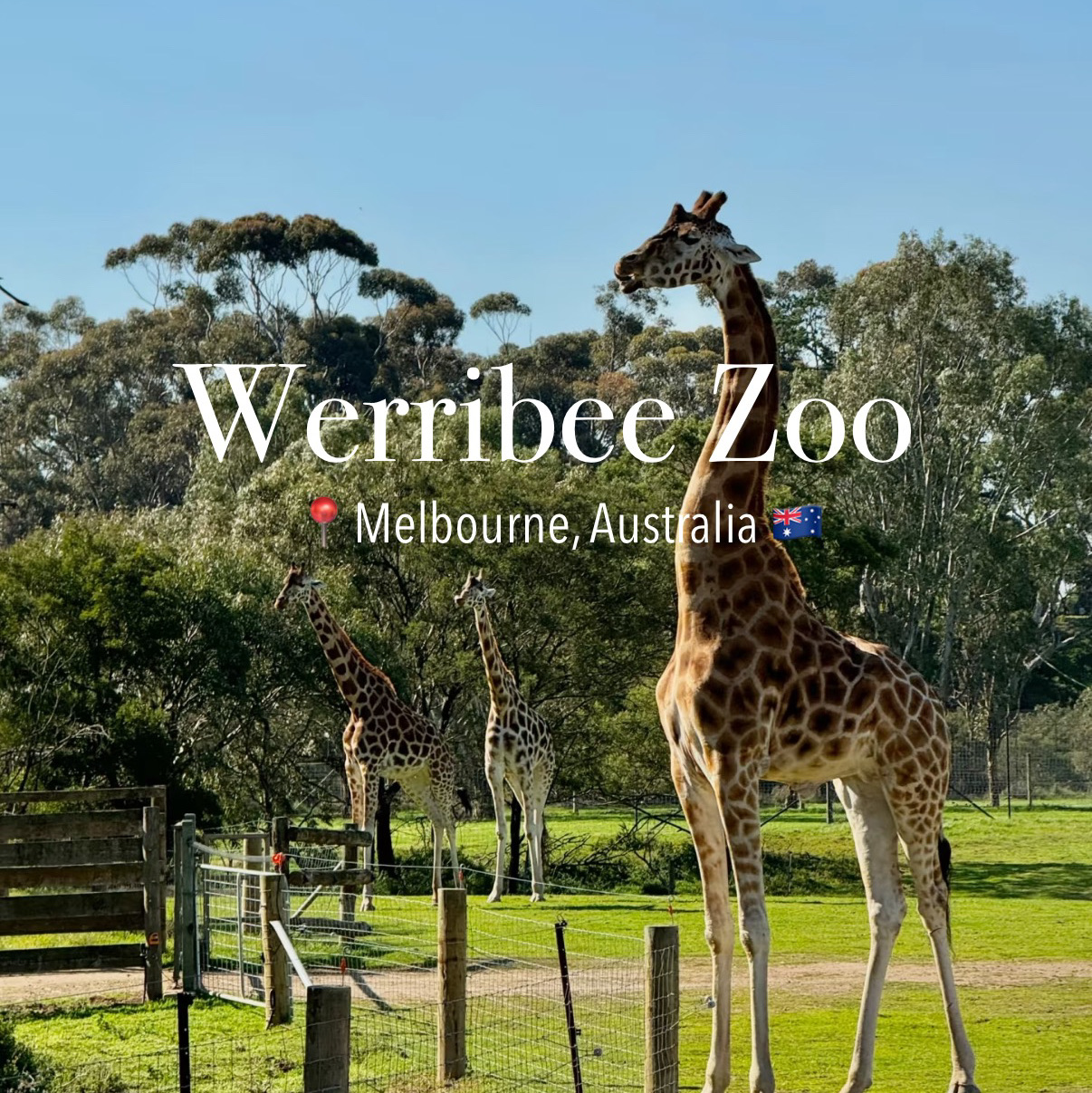 ウェリビー動物園 | メルボルンでアフリカサファリ体験！
