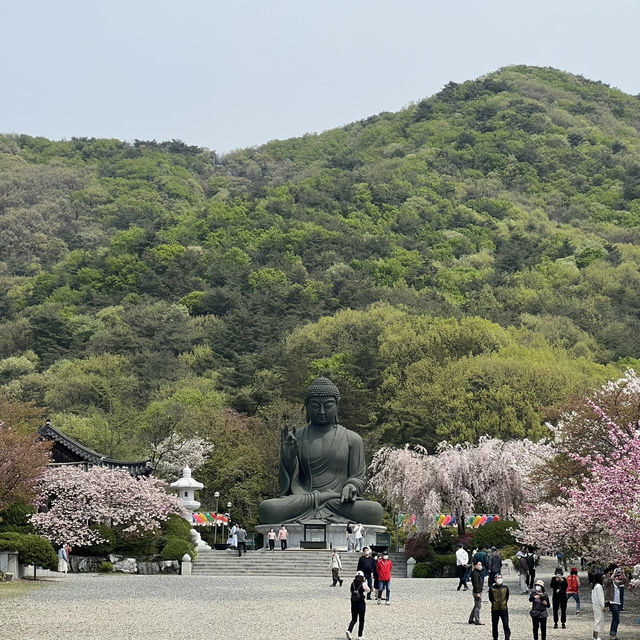 천안 각원사 겹벚꽃 당일치기 여행🌸