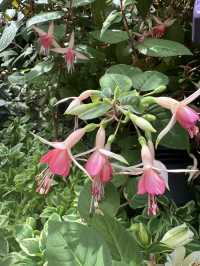 Flower Dome - Garden by the bay