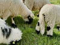 Zermatt Blacknose Sheep – The Cutest Locals in the Alps